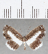  (Nymphidium sp. CF57 - CFC26001)  @11 [ ] Copyright (2019) Christer Fahraeus Center For Collection-Based Research