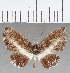  (Nymphidium sp. CF58 - CFC26010)  @11 [ ] Copyright (2019) Christer Fahraeus Center For Collection-Based Research
