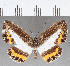  (Nymphidium sp. CF59 - CFC26083)  @11 [ ] Copyright (2019) Christer Fahraeus Center For Collection-Based Research