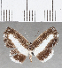  (Nymphidium sp. CF60 - CFC26616)  @11 [ ] Copyright (2019) Christer Fahraeus Center For Collection-Based Research