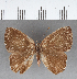  (Euselasia sp. CF116 - CFC02917)  @11 [ ] Copyright (2019) Christer Fahraeus Center For Collection-Based Research