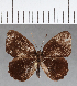  (Euselasia sp. CF101 - CFC02963)  @11 [ ] Copyright (2019) Christer Fahraeus Center For Collection-Based Research