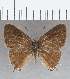  (Arzecla tucumanensis - CFC29935)  @14 [ ] Copyright (2020) Christer Fahraeus Center For Collection-Based Research