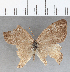  (Splendeuptychia clorimena - CFC30108)  @11 [ ] copyright (2020) Christer Fahraeus Center For Collection-Based Research