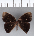  (Euselasia sp. CF70 - CFC03026)  @11 [ ] Copyright (2018) Christer Fahraeus Center For Collection-Based Research