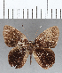  (Euselasia sp. CF133 - CFC03048)  @11 [ ] Copyright (2019) Christer Fahraeus Center For Collection-Based Research