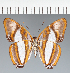  (Adelpha coryneta - CFC30892)  @11 [ ] copyright (2023) Center For Collection-Based Research Center For Collection-Based Research