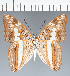  (Adelpha sp. CF24 - CFC30900)  @11 [ ] copyright (2023) Center For Collection-Based Research Center For Collection-Based Research