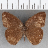  (Euptychia insignis - CFC31247)  @11 [ ] copyright (2020) Christer Fahraeus Center For Collection-Based Research