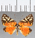  (Symmachia rubina separata - CFC31613)  @11 [ ] Copyright (2019) Christer Fahraeus Center For Collection-Based Research