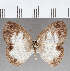  (Euptychia meta - CFC31628)  @11 [ ] copyright (2020) Christer Fahraeus Center For Collection-Based Research