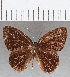  (Euselasia sp. CF245 - CFC32004)  @11 [ ] Copyright (2019) Christer Fahraeus Center For Collection-Based Research