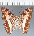  (Adelpha sp. CF08 - CFC32164)  @11 [ ] copyright (2023) Center For Collection-Based Research Center For Collection-Based Research