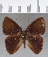  (Euselasia sp. CF118 - CFC03275)  @11 [ ] Copyright (2019) Christer Fahraeus Center For Collection-Based Research