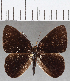  (Euselasia sp. CF248 - CFC32932)  @11 [ ] Copyright (2019) Christer Fahraeus Center For Collection-Based Research