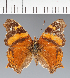  (Hypanartia sp. CF03 - CFC33327)  @11 [ ] copyright (2023) Center For Collection-Based Research Center For Collection-Based Research