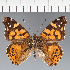  (Hypanartia sp. CF04 - CFC33335)  @11 [ ] copyright (2023) Center For Collection-Based Research Center For Collection-Based Research