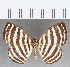  (Hyphilaria sp. CF15 - CFC33410)  @11 [ ] Copyright (2019) Christer Fahraeus Center For Collection-Based Research