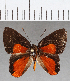  (Euselasia sp. CF246 - CFC33740)  @11 [ ] Copyright (2019) Christer Fahraeus Center For Collection-Based Research