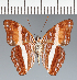  (Adelpha sp. CF04 - CFC03405)  @11 [ ] copyright (2023) Center For Collection-Based Research Center For Collection-Based Research