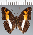  (Adelpha sp. CF14 - CFC03419)  @11 [ ] copyright (2023) Center For Collection-Based Research Center For Collection-Based Research