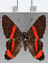  (Ancyluris mira - CFC34484)  @11 [ ] Copyright (2019) Christer Fahraeus Center For Collection-Based Research