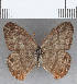  (Euptychia enyita - CFC35015)  @11 [ ] Copyright (2020) Christer Fahraeus Center For Collection-Based Research