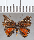  (Symmachia busbyi - CFC35194)  @11 [ ] Copyright (2020) Christer Fahraeus Center For Collection-Based Research