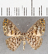  (Argyrogrammana celata - CFC35195)  @11 [ ] Copyright (2020) Christer Fahraeus Center For Collection-Based Research