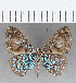  (Argyrogrammana caelestina - CFC35242)  @11 [ ] Copyright (2020) Christer Fahraeus Center For Collection-Based Research