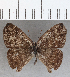  (Euptychia truncata - CFC35530)  @11 [ ] Copyright (2020) Christer Fahraeus Center For Collection-Based Research