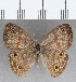  (Euptychia granatina - CFC35531)  @11 [ ] Copyright (2020) Christer Fahraeus Center For Collection-Based Research