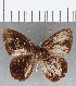  (Euselasia sp. CF121 - CFC03554)  @11 [ ] Copyright (2019) Christer Fahraeus Center For Collection-Based Research