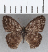  (Euptychia sp. CF05 - CFC35541)  @11 [ ] Copyright (2020) Christer Fahraeus Center For Collection-Based Research