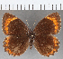  (Parapedaliodes - CFC36614)  @14 [ ] copyright (2020) Christer Fahraeus Center For Collection-Based Research