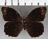  (Pronophila orcus orcus - CFC37003)  @11 [ ] copyright (2020) Christer Fahraeus Center For Collection-Based Research