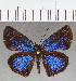  (unclassified Hesperiidae - CFC39070)  @13 [ ] copyright (2021) Center For Collection-Based Research Center For Collection-Based Research