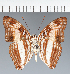  (Adelpha heraclea - CFC39349)  @11 [ ] copyright (2023) Center For Collection-Based Research Center For Collection-Based Research