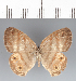  (Euptychia pillaca - CFC39744)  @11 [ ] copyright (2023) Center For Collection-Based Research Center For Collection-Based Research