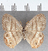  (Euptychia enyo - CFC39773)  @11 [ ] copyright (2021) Center For Collection-Based Research Center For Collection-Based Research