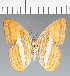  (Adelpha sp. CF05 - CFC04044)  @11 [ ] copyright (2023) Center For Collection-Based Research Center For Collection-Based Research