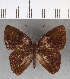  (Euselasia sp. CF104 - CFC04097)  @11 [ ] Copyright (2019) Christer Fahraeus Center For Collection-Based Research