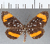  (Stalachtis sp. CF04 - CFC04135)  @11 [ ] Copyright (2019) Christer Fahraeus Center For Collection-Based Research