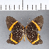  (Riodina lysippus lysias - CFC04267)  @11 [ ] Copyright (2018) Christer Fahraeus Center For Collection-Based Research