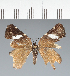  (Geometridae_gen sp. CF02 - CFC43006)  @11 [ ] copyright (2023) Center For Collection-Based Research Center For Collection-Based Research