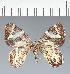  (Geometridae_gen sp. CF03 - CFC43038)  @11 [ ] copyright (2023) Center For Collection-Based Research Center For Collection-Based Research