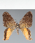  (Geometridae_gen sp. CF06 - CFC43102)  @11 [ ] copyright (2023) Center For Collection-Based Research Center For Collection-Based Research