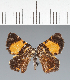  (Geometridae_gen sp. CF07 - CFC43601)  @11 [ ] copyright (2023) Center For Collection-Based Research Center For Collection-Based Research