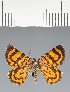  (Geometridae_gen sp. CF08 - CFC43682)  @11 [ ] copyright (2023) Center For Collection-Based Research Center For Collection-Based Research