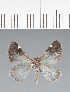  (Geometridae_gen sp. CF09 - CFC43701)  @11 [ ] copyright (2023) Center For Collection-Based Research Center For Collection-Based Research
